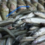 Как определить свежесть корюшки?