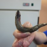 Покупка свежей рыбы: корюшка