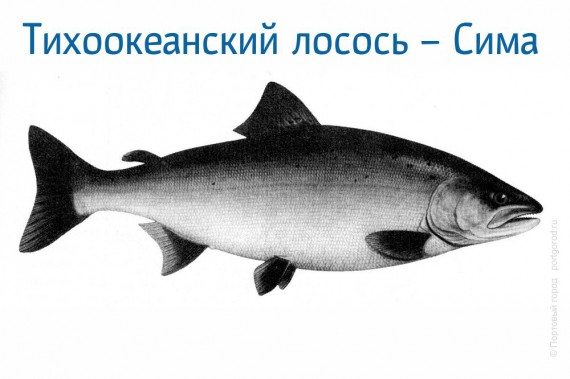 Сима - тихоокенаский лосось